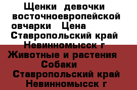 Щенки (девочки) восточноевропейской овчарки › Цена ­ 2 000 - Ставропольский край, Невинномысск г. Животные и растения » Собаки   . Ставропольский край,Невинномысск г.